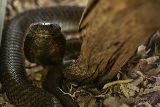 Bild vergr&ouml;&szlig;ern: Schlangenbiss in Ägypten-Urlaub: Urlauber aus Bayern stirbt nach Show in Hotel