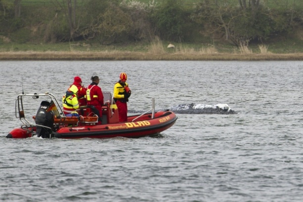 Bild vergr&ouml;&szlig;ern: Entscheidende Phase in Waldrama: Rettungsversuch mit Lastkahn am Dienstagmorgen