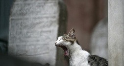 EU-Parlament stimmt über Regeln zum Schutz von Hunden und Katzen ab