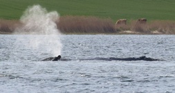 Abtransport von Buckelwal in offenes Meer kann Backhaus zufolge starten