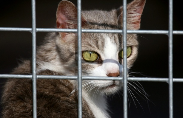 Bild vergr&ouml;&szlig;ern: Hunde und Katzen: EU-Parlament beschließt Chip-Pflicht gegen illegalen Handel