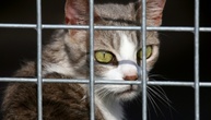 Hunde und Katzen: EU-Parlament beschließt Chippflicht gegen illegalen Handel