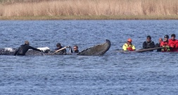Buckelwal vor Ostseeinsel Poel in Frachtkahn geschwommen - Weitertransport geplant