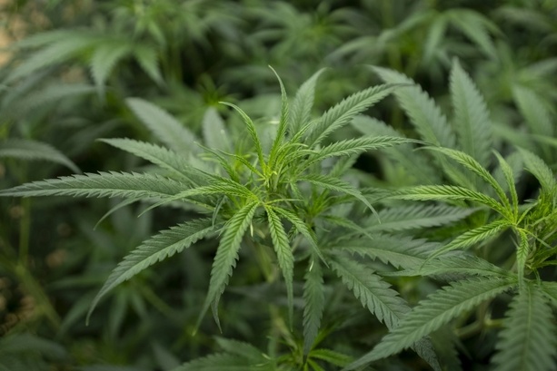 Bild vergr&ouml;&szlig;ern: Illegale Cannabisplantage mit hunderten Pflanzen in Niedersachsen entdeckt