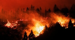 Studie: Zerstörung tropischer Regenwälder 2025 nach Rekordjahr leicht zurückgegangen