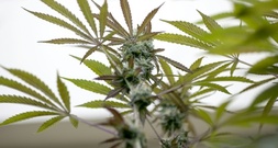 Illegale Cannbisplantage in Lagerhalle entdeckt - vier Männer festgenommen
