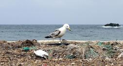 Regierung will gravierende Umweltkriminalität schärfer bestrafen