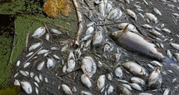 Umweltkriminalität soll künftig härter bestraft werden können