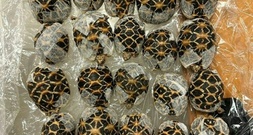 Reisende mit 30 Schildkröten unter der Kleidung am Bangkoker Flughafen erwischt