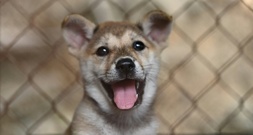 Tierschützer: Illegaler Heimtierhandel nimmt zu - Hunde am häufigsten gehandelt
