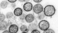 WHO: Hantavirus auf Schiff wurde von Mensch zu Mensch übertragen