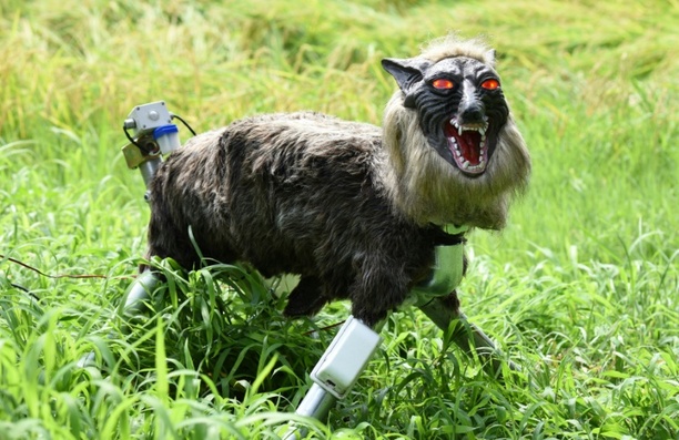 Bild vergr&ouml;&szlig;ern: Roboter im Wolfspelz sind in Japan zur Abschreckung von Bären gefragt