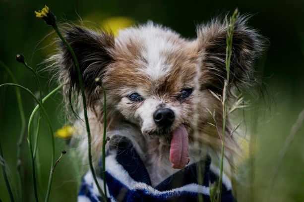 Bild vergr&ouml;&szlig;ern: Womöglich ältester Hund der Welt im Alter von 30 Jahren in Frankreich gestorben