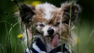 Womöglich ältester Hund der Welt im Alter von 30 Jahren in Frankreich gestorben