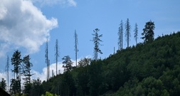 Zustand der deutschen Wälder unverändert schlecht