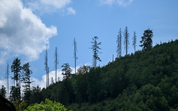 Bild vergr&ouml;&szlig;ern: Zustand der deutschen Wälder unverändert schlecht