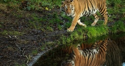 Nach Tiger-Vorfall in Sachsen: Zoo-Verband gegen Haltungsverbot für Privatleute