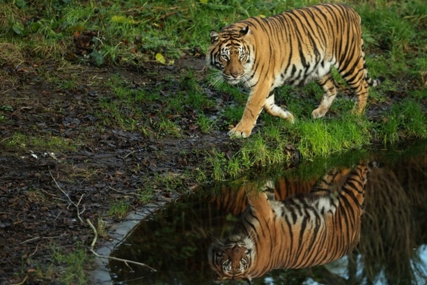 Bild vergr&ouml;&szlig;ern: Nach Tiger-Vorfall in Sachsen: Zoo-Verband gegen Haltungsverbot für Privatleute