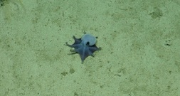 Klein, blau und dicke Ärmchen: Neue Oktopus-Art vor Galápagos-Inseln entdeckt