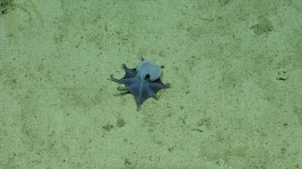 Bild vergr&ouml;&szlig;ern: Klein, blau und dicke Ärmchen: Neue Oktopus-Art vor Galápagos-Inseln entdeckt