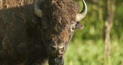 Mann verirrt sich auf Suche nach verlorenem Schuh in Münchner Bisongehege