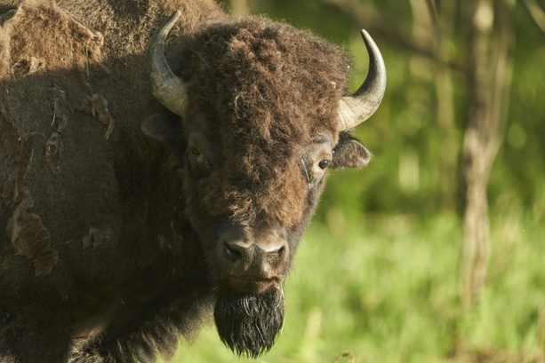 Bild vergr&ouml;&szlig;ern: Mann verirrt sich auf Suche nach verlorenem Schuh in Münchner Bisongehege