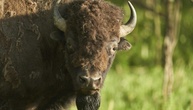 Mann verirrt sich auf Suche nach verlorenem Schuh in Münchner Bisongehege