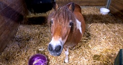 Pony blockiert Bahnübergang in Coesfeld - Polizei muss Tier namens Kira einfangen