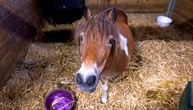 Pony blockiert Bahnübergang in Coesfeld - Polizei muss Tier namens Kira einfangen