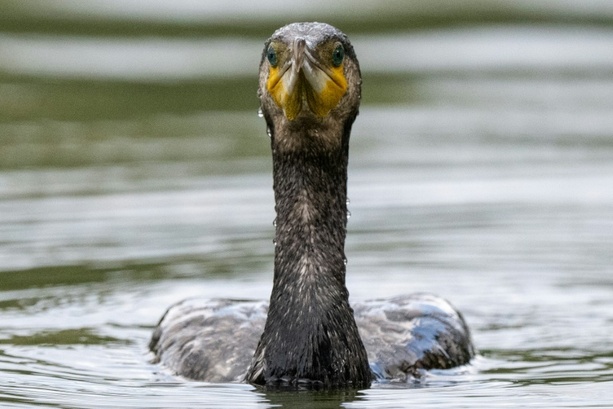 Bild vergr&ouml;&szlig;ern: Fischfresser: Mehrere EU-Länder wollen Jagd auf Kormorane erlauben