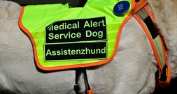 Gericht: Anspruch auf Assistenzhund bei Posttraumatischer Belastungsstörung