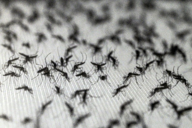Bild vergr&ouml;&szlig;ern: Lernfähige Blutsauger: Warum Insektenspray Mücken sogar anziehen kann