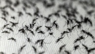 Lernfähige Blutsauger: Warum Insektenspray Mücken sogar anziehen kann