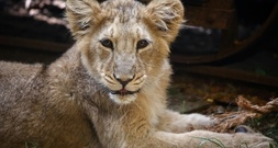 Sorge um seltene Asiatische Löwen nach acht Todesfällen in Indien