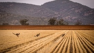 Trockenheit, hohe Düngerpreise, Mäuse: Australien rechnet mit geringer Weizenernte