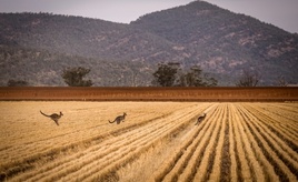 Trockenheit, hohe Düngerpreise, Mäuse: Australien rechnet mit geringer Weizenernte