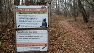 Streunender Bär verletzt vier Menschen in Japan