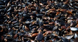 Aquakultur: Muschelproduktion steigt stark um 42,1 Prozent