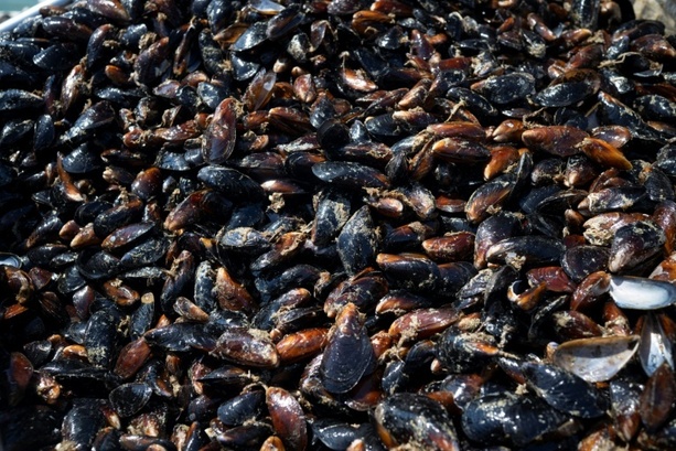 Bild vergr&ouml;&szlig;ern: Aquakultur: Muschelproduktion steigt stark um 42,1 Prozent