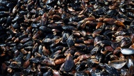 Aquakultur: Muschelproduktion steigt stark um 42,1 Prozent