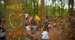 Hambacher Wald soll zu Wildnis werden: Einigung über dauerhaften Schutz