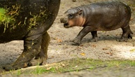 Zwergflusspferd in Berliner Zoo heißt Brötchen