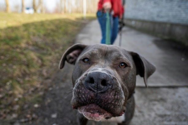 Bild vergr&ouml;&szlig;ern: 84-Jähriger in Baden-Württemberg bei Hundeattacke an Hals schwer verletzt