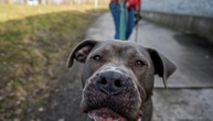 84-Jähriger in Baden-Württemberg bei Hundeattacke an Hals schwer verletzt