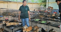 Polizei in Vietnam zerschlägt Katzenfleisch-Netzwerk