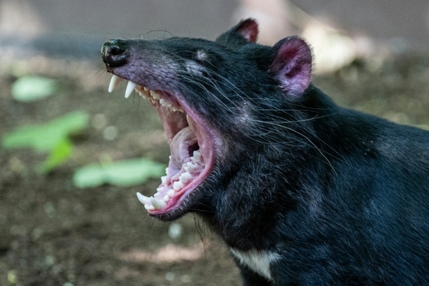 Bild vergr&ouml;&szlig;ern: Ausgebüxter Tasmanischer Teufel in Australien nach zwei Wochen wiedergefunden