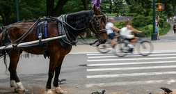 18-Jähriger bei Unfall mit Pferdekutsche im New Yorker Central Park gestorben