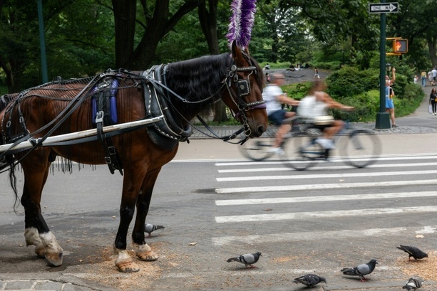 Bild vergr&ouml;&szlig;ern: 18-Jähriger bei Unfall mit Pferdekutsche im New Yorker Central Park gestorben