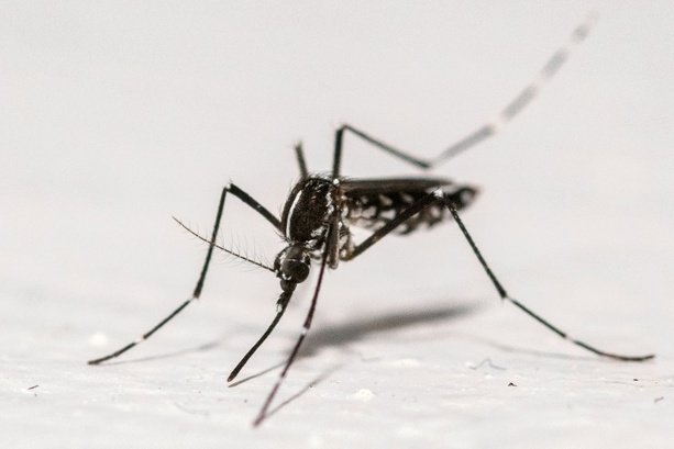 Bild vergr&ouml;&szlig;ern: RKI rechnet mit Ausbreitung des West-Nil-Virus