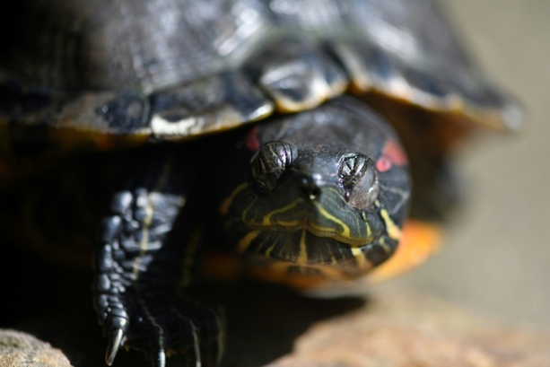 Bild vergr&ouml;&szlig;ern: Fußballgroße Schildkröte auf Autobahnzufahrt - vermutlich ausgesetzt